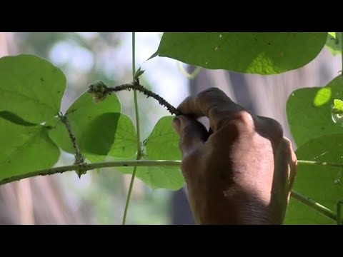 Vidéo: Comment traiter les chenilles pour qu'elles deviennent des papillons ou des mites