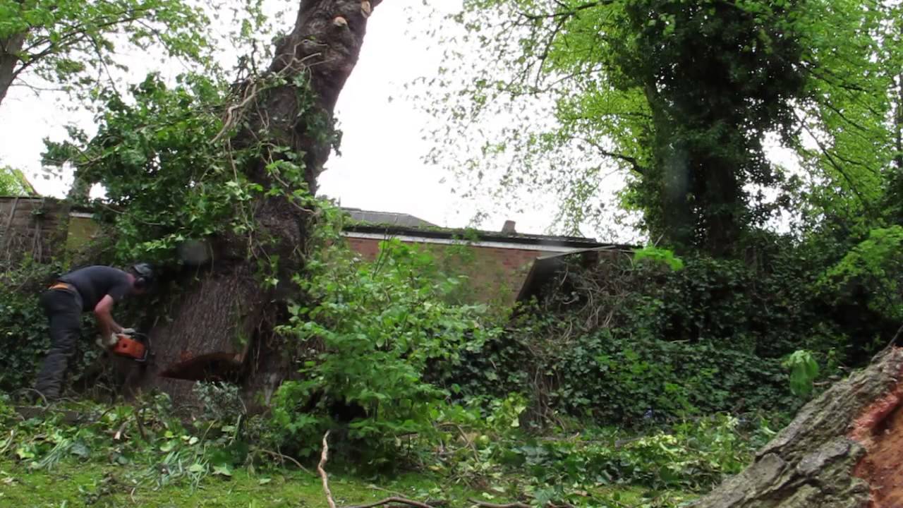 Felling a large oak by treeworks-london.co.uk - YouTube