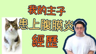 主子患上貓腹膜炎分享我的經歷及過程441針療程如何醫治FIP [中字]