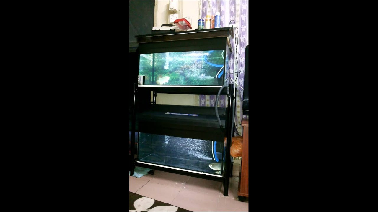 ikan kelisa high back dan aquarium untuk dijual.. - YouTube