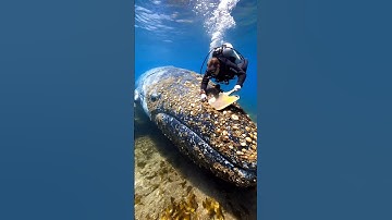 Cleaning a Giant Whale in Open Sea! Diver’s Incredible Effort
