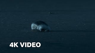 The Blind Assassin of the Desert | 4K UHD | Planet Earth II | BBC Earth