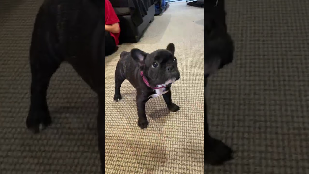 Pepper At 12 Weeks Old 胡椒12周大的时候 Youtube Pepper At 12 Weeks Old 胡椒12周大的时候 Youtube