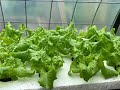 Hydroponic Lettuce Using Kratky Set It And Forget It Method