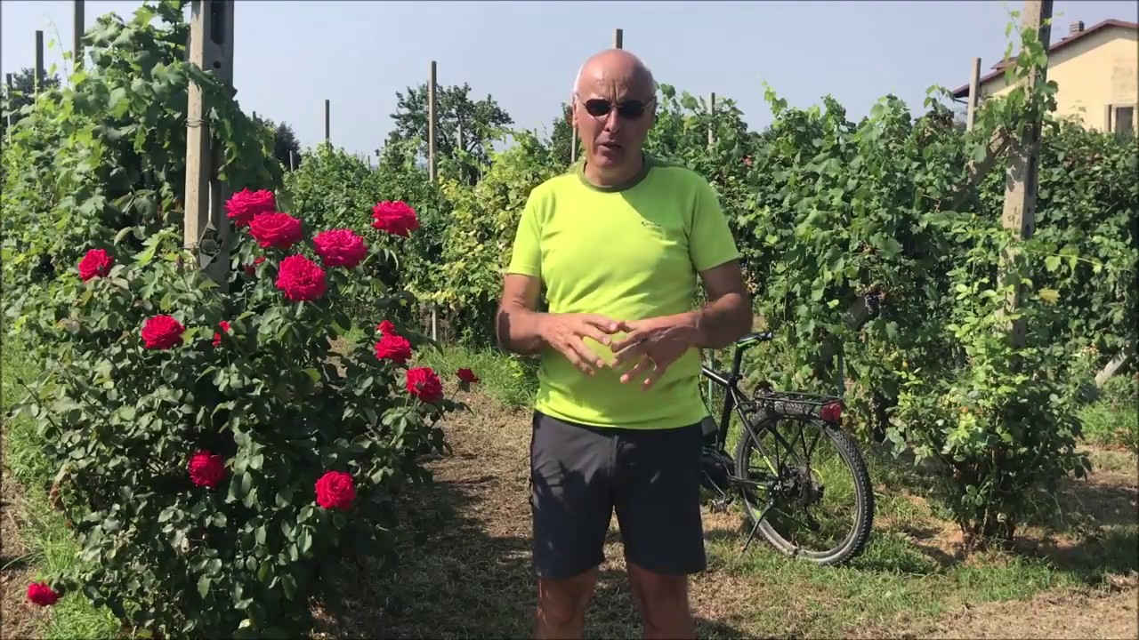 Il giro del Lago di Viverone