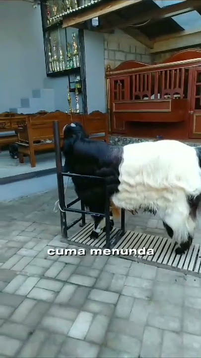 GARENG KAMBING JUARA SEINDONESIA #kambingetawa #kambingkaligesing #kambingkontes #shorts