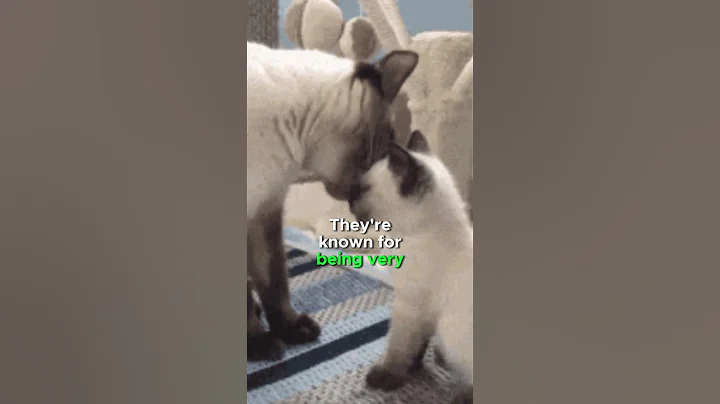 Video 4195661: siamese kitten catlover, siamese cats catlover, catlover usa, catlover fun, meow