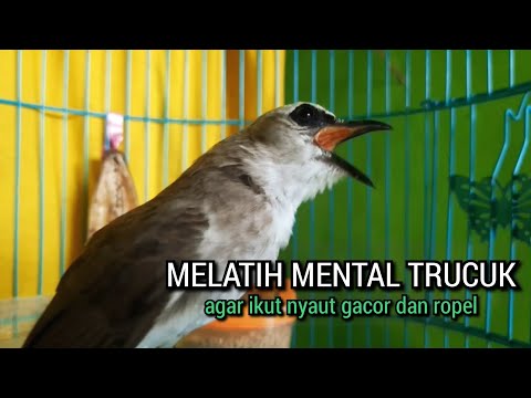 Ini Dia Suara Trucukan Gacor Full Isian Istimewa Mahal 30 JUTA untuk Masteran‼️#masterantrucukan