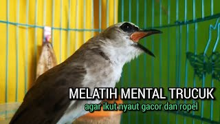 SUARA trucukan gacor ROPEL PANJANG pancingan trucukan agar bunyi JADIKAN burung trucuk gacor EMOSI