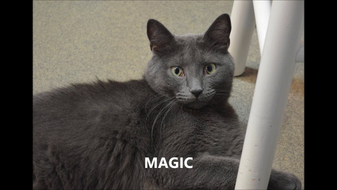 A MISHMASH OF FFRC CATS. YouTube