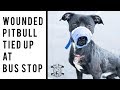 Wounded Dog Tied Up at Bus Stop | New York Bully Crew