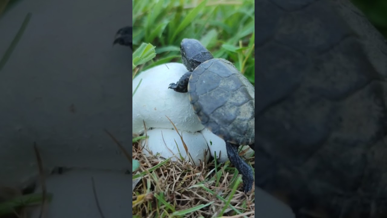 Emys orbicularis & Bovista plumbea