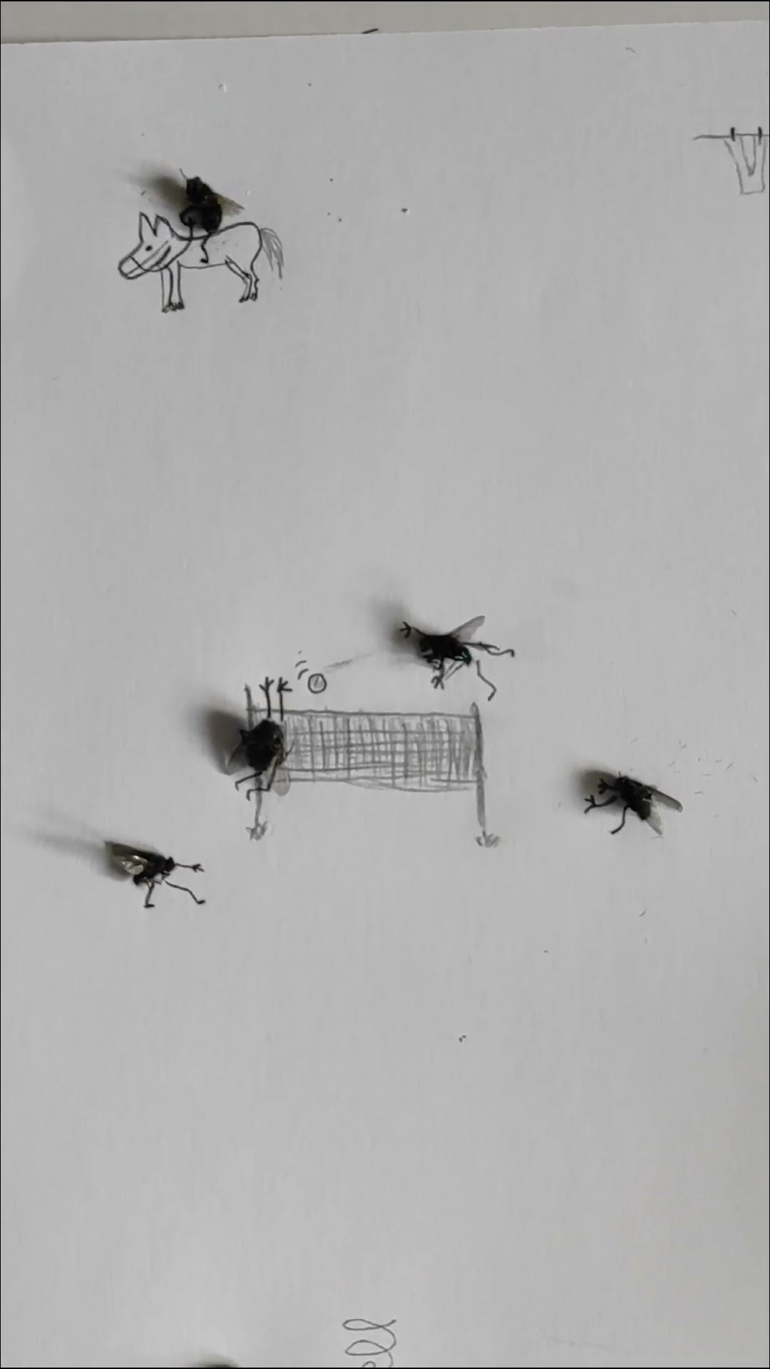 Nephew Makes Creative Use of Fly Remains || ViralHog