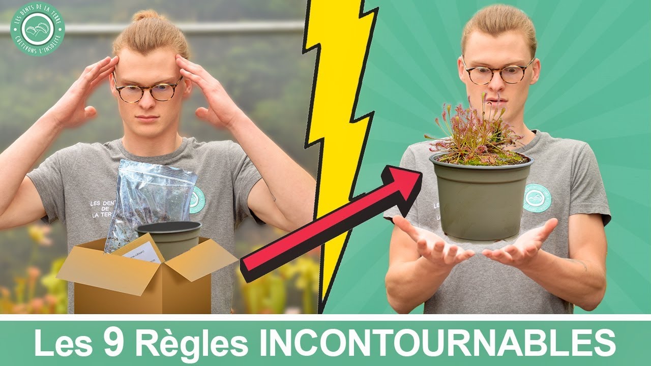 Le GUIDE ULTIME pour Réussir Facilement son SEMIS de Plantes Carnivores 🌱