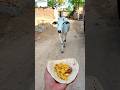 प्यारी बछिया #cow #shortsfeed #cows #shortvideo #gaumata #ytshorts #cowvideos #shorts #cowvideo #yt