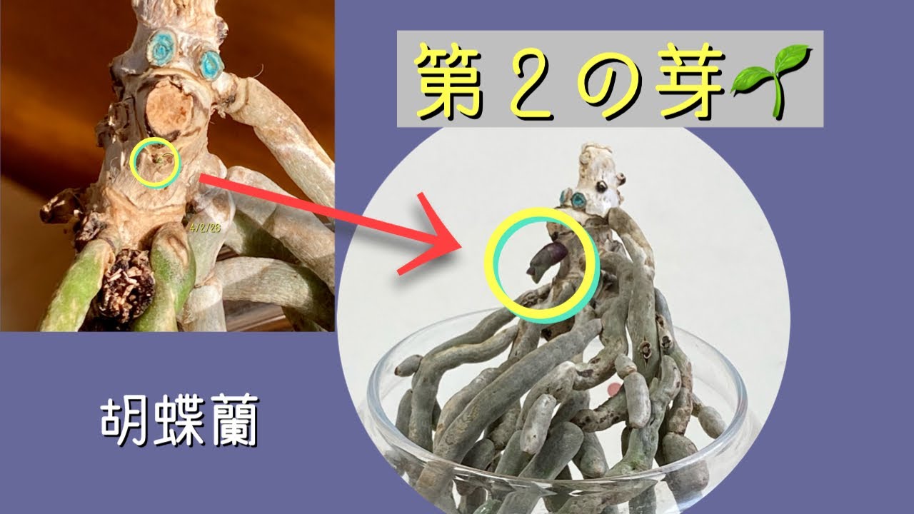 2022年4月8日　第２の脇芽🌱が成長　『根腐れで葉が無い株の茎はヨボヨボ』←この株に脇芽が出ますか？の質問📝に答えます　胡蝶蘭の生命力　小さな株を育てるのは難しい🪴　・コルク付けの株ロビー
