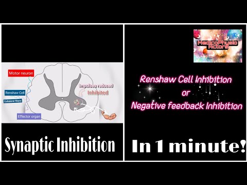 Renshaw Cell Inhibition | Negative feedback mechanism | Synaptic Inhibition