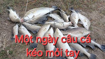 Cần giờ còn rất nhiều cá, một ngày kéo cá mệt mỏi