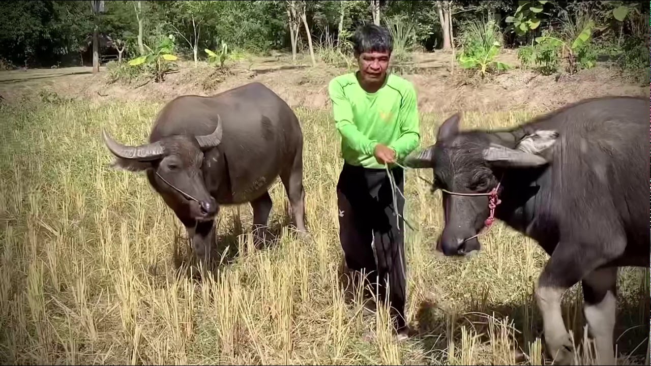 วิถีชาวนา “ ข้าวคุณธรรม “