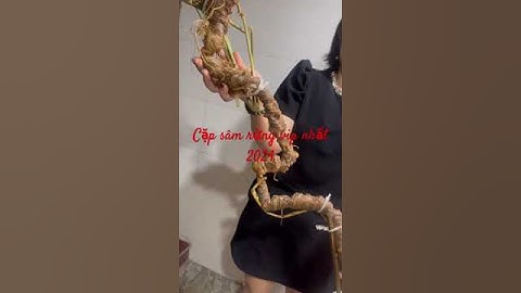 Cặp sâm rừng vip đẹp nhất năm nay.Nặng 740gr dài 1,4m 120 mắt sâm,mời khách sưu tầm biếu tặng #sâm