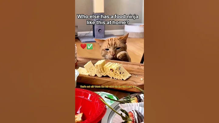 Video 9170901: funny animals compilation, funny dog compilation, cute pets, funny cat