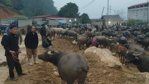 Ngày 30/12 tết dương lịch Diễn biến giá trâu bò chợ cốc ly bắc hà mới nhất