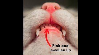 Why Is My Cat's Lip Swollen???