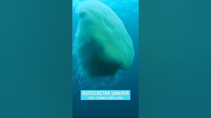 САМАЯ БОЛЬШАЯ МЕДУЗА В МИРЕ | OCEAN