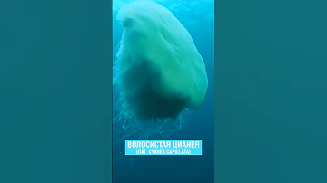 САМАЯ БОЛЬШАЯ МЕДУЗА В МИРЕ | OCEAN