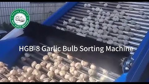 HGB -8 Garlic Bulb Head Sorting Line for big Garlic Farm in Canada