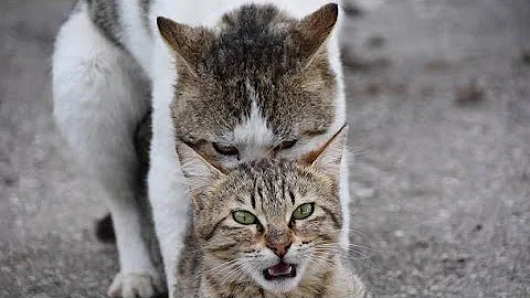 Watch the video about CATS MATING IN THE MIDDLE OF THE STREET SEVERAL MALE CATS RUN BEHIND A FEMALE CAT