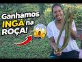 Ganhamos Ingá Aqui na Roça! Você Conhece Essa Fruta Incrível? 🌿😋