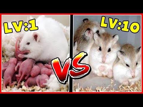 Video: Cách Xác định Tuổi Của Hamster