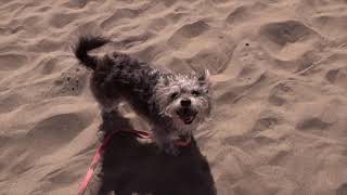 San Francisco Beach 4K