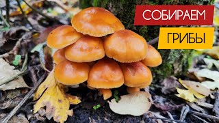 Не Киев сегодня. Собираем грибы 🍄 #украина #сегодня #грибы #шампиньоны #вешенки #опята #собираем
