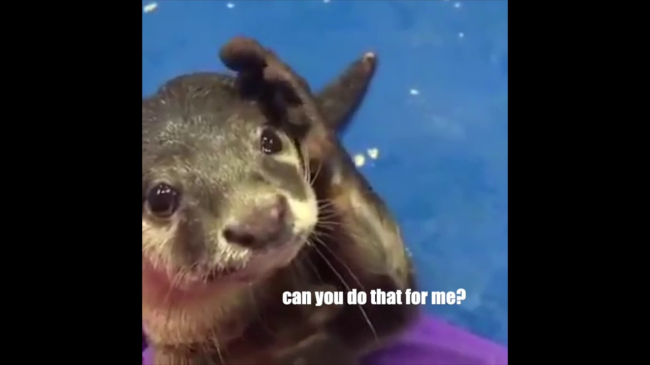 Otter needs his fix