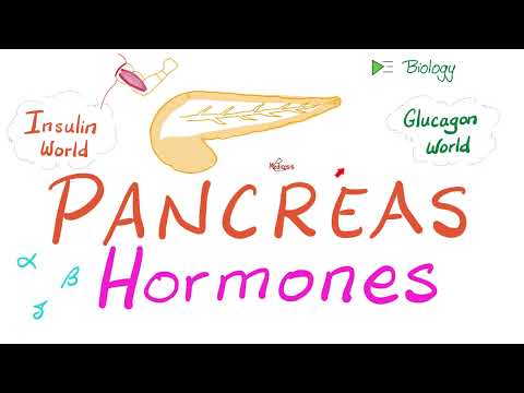 Video: Koja endokrina žlijezda sadrži Langerhansove otočiće?
