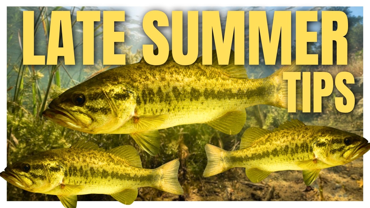 How To Catch More Bass In Late Summer (Tips & Tricks)
