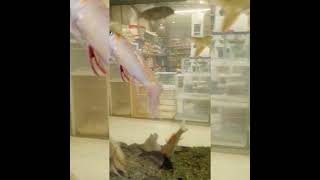 Fish Aquarium #youtubeshorts #fish #aquarium #shorts #travel