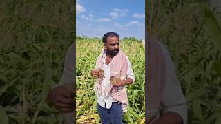 baby leopard in farm #viral #marathi