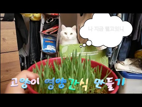 500원으로 고양이 영양 간식 만들기(캣글라스)