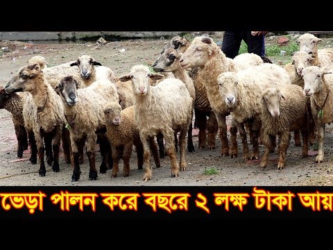 অল্প পুজিতে দেশি ভেড়া পালন করে বছরে লক্ষ লক্ষ টাকা আয় করুন Keeping sheep