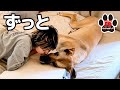 【超大型犬】この時間は、あとどれくらいなんだろう。