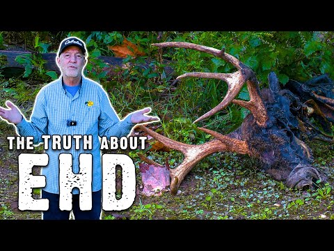 The Truth About EHD In Deer Causes Outbreaks And What Hunters Should Know 