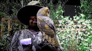 Barn-owl at Boston flower show 2011