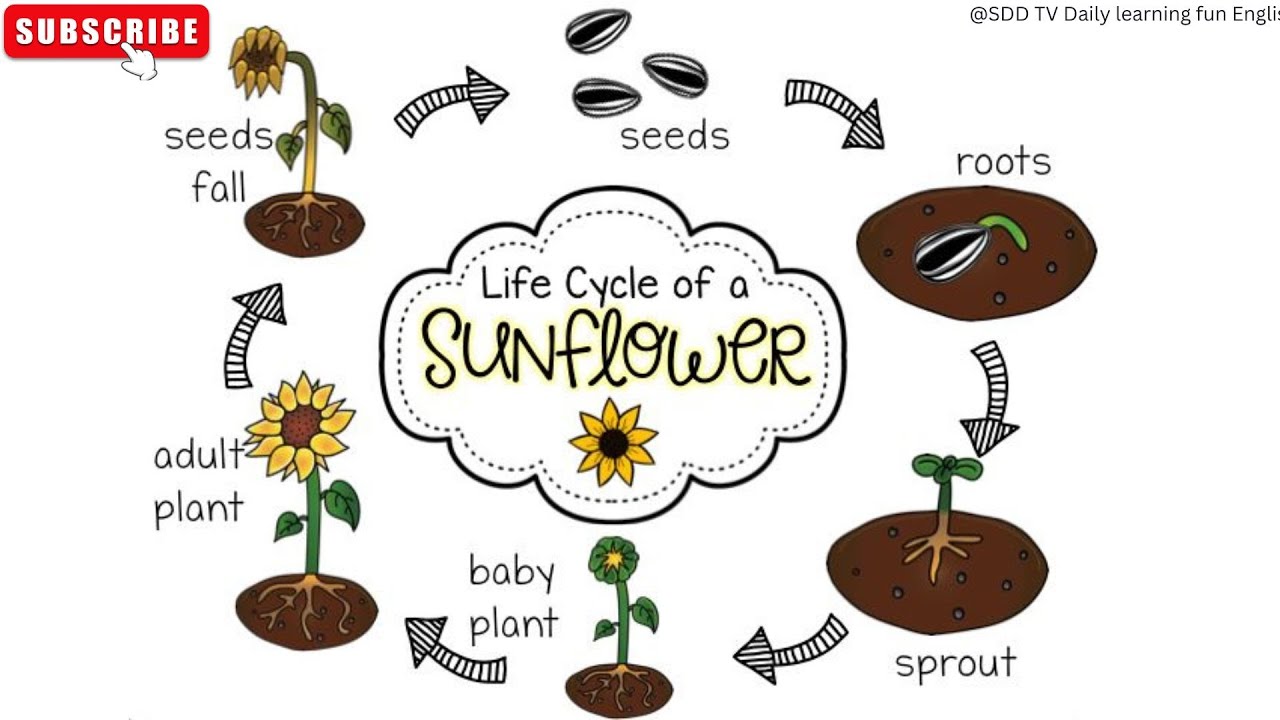 Plants kinds. Sunflower Life Cycle. Plants для детей. Plant Life Cycle. Жизненный цикл растений для детей.