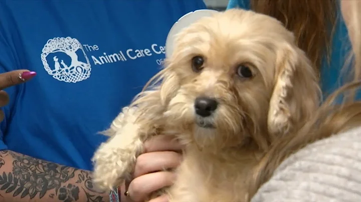 Missing dog from Arkansas to be reunited with sick owner three years later