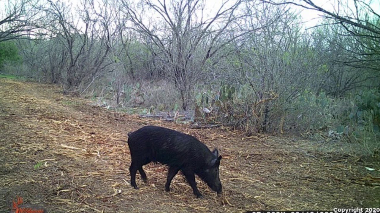 2446 Tomblin Rd Bigfoot, TX 78005 Joshua H. Damm Land for sale