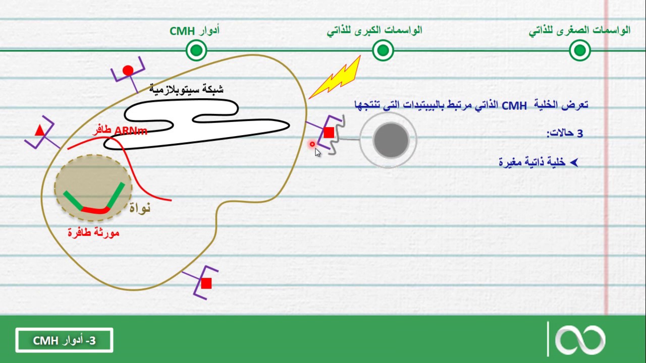 ثانية بكالوريا  علوم الحياة والأرض | 3- أدوار المركب الرئيسي للتلاؤم النسيجي