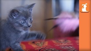 LOL: Curious Kitten Sneaks Up On Feather Wand, Falls Off Bed